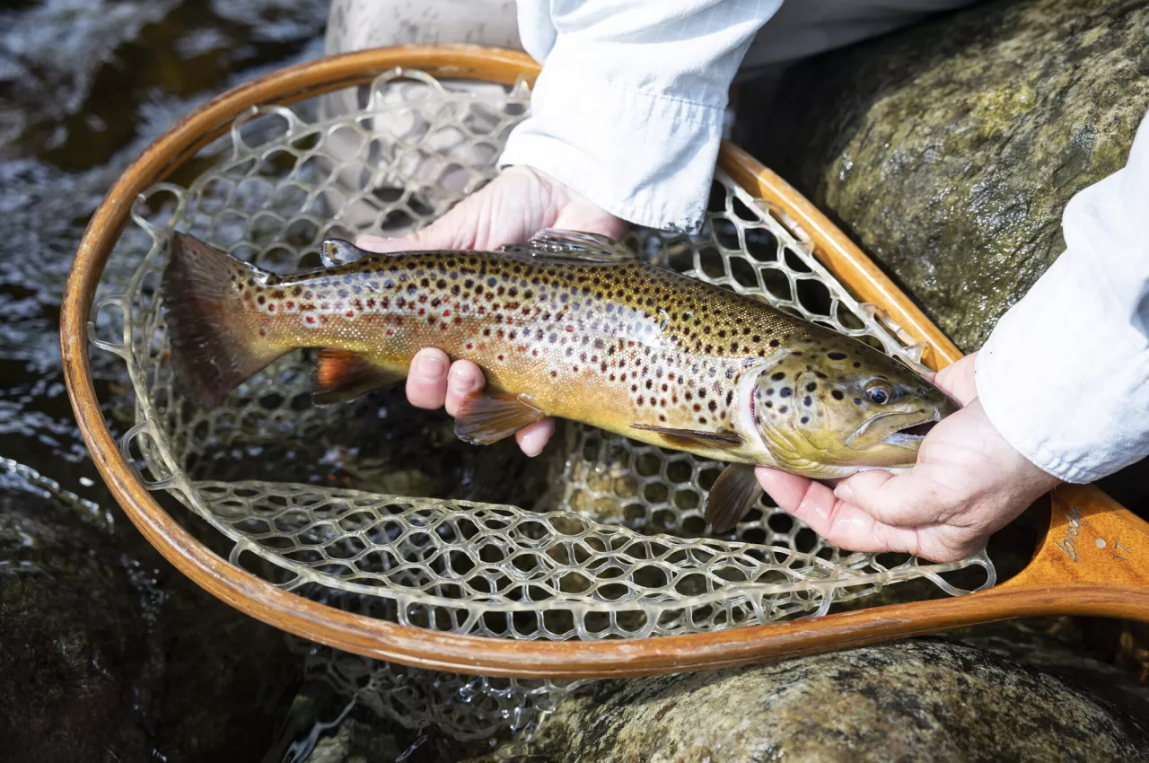 An angler's hands holding a trout above a fishing net