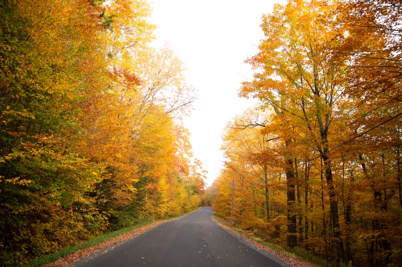Backcountry road during fall foliage in Tupper Lake