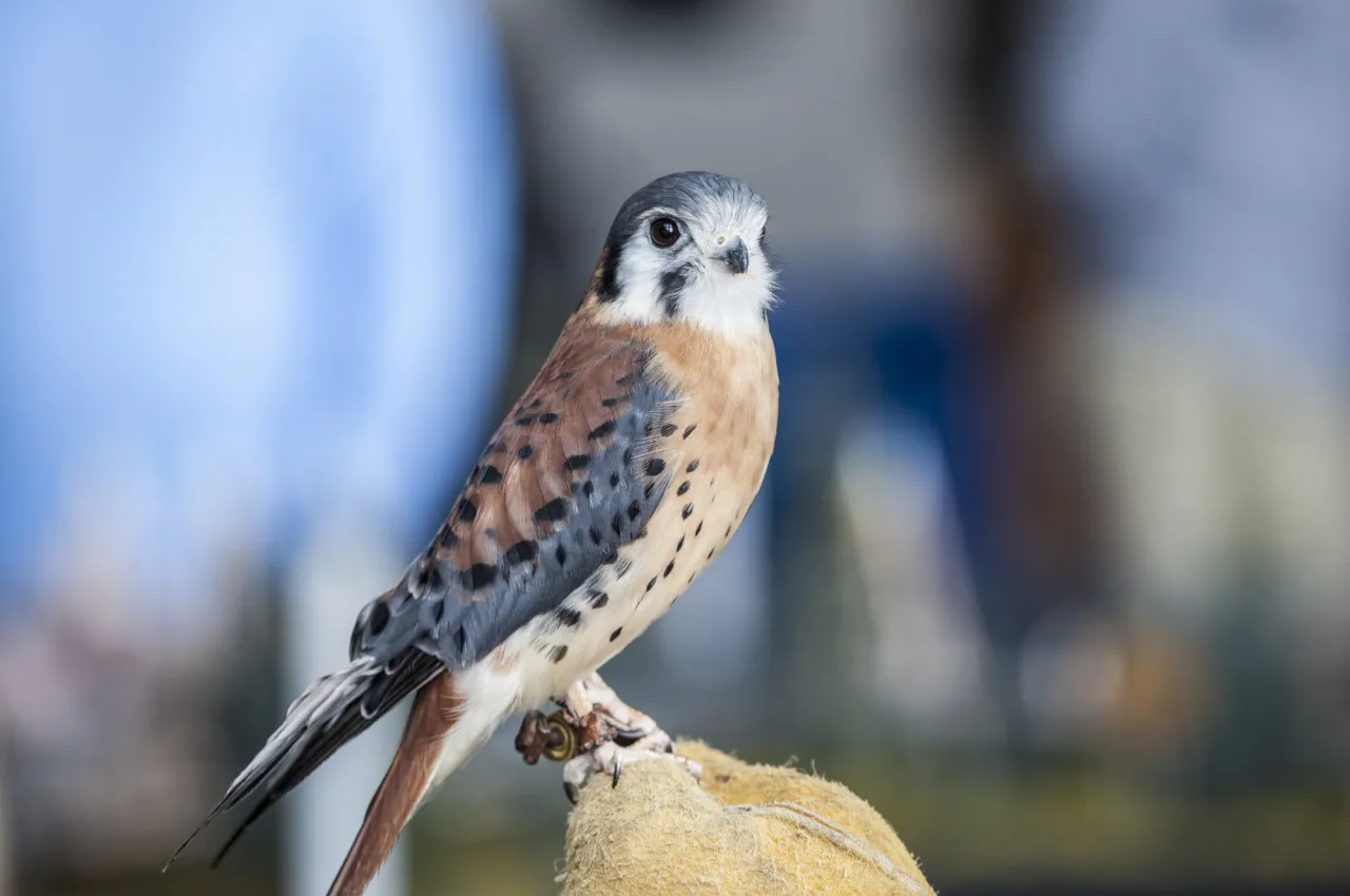 A close-up of a colorful American Kestrel bird, which is facing the camera.