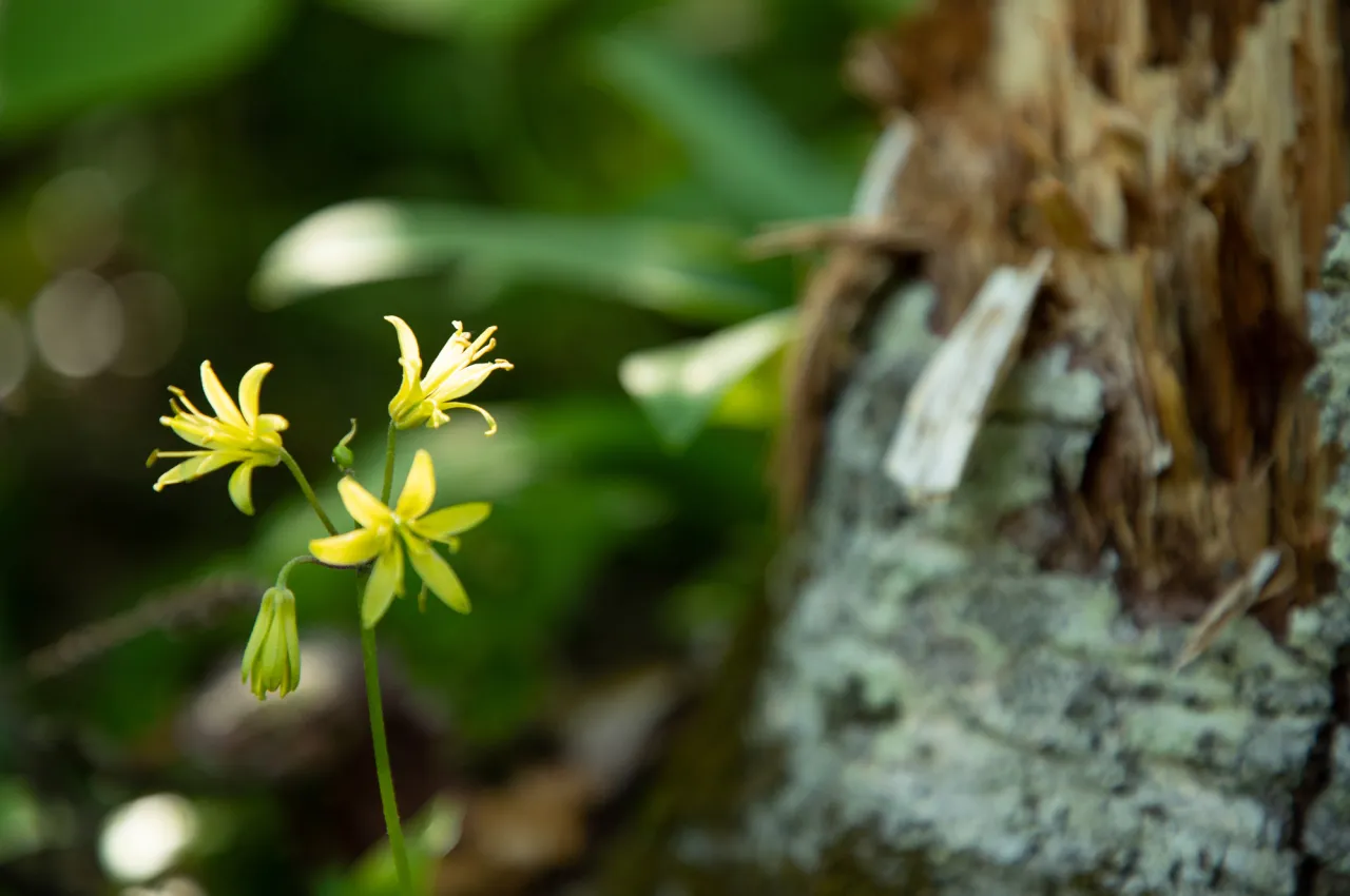 A close-up of delicate yellow wildflowers next to a worn tree trunk.