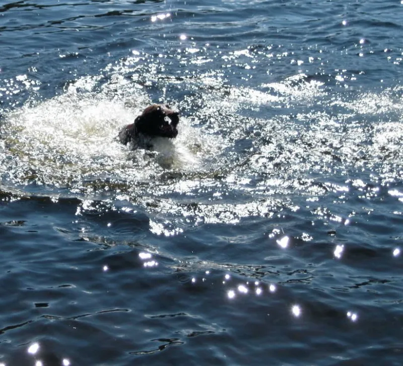 Gilly’s first swim in Adirondack waters was not the most graceful, but he got his ball and he got over his fear. With lots of practice behind him, three years later, he is now a smooth, speedy swimmer!