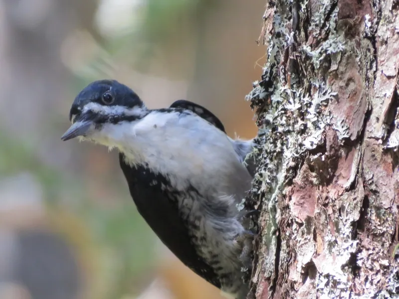 Female Black-backed Woodpecker along the Mountaineer Trail