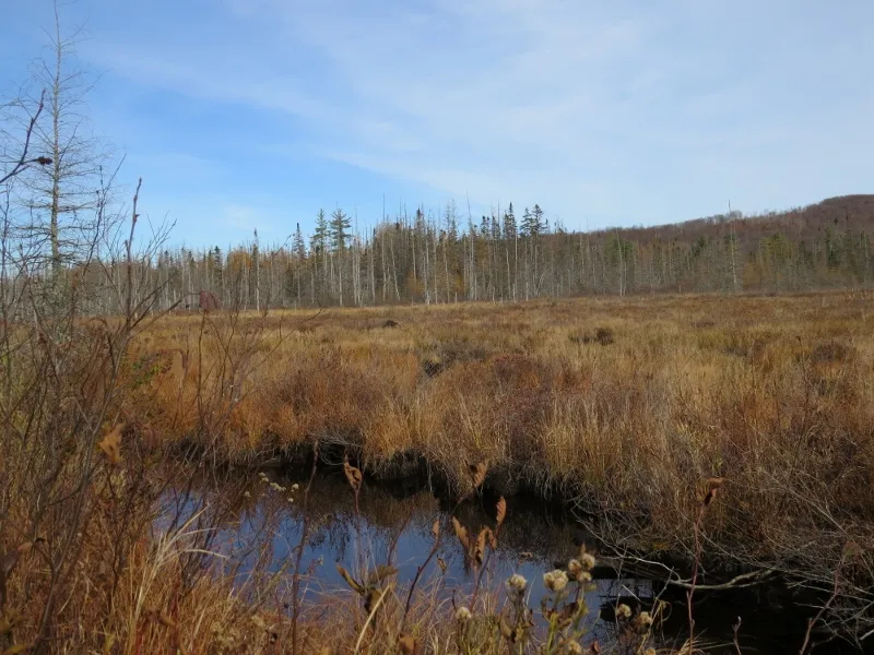 Marsh in the Spring Pond Bog complex