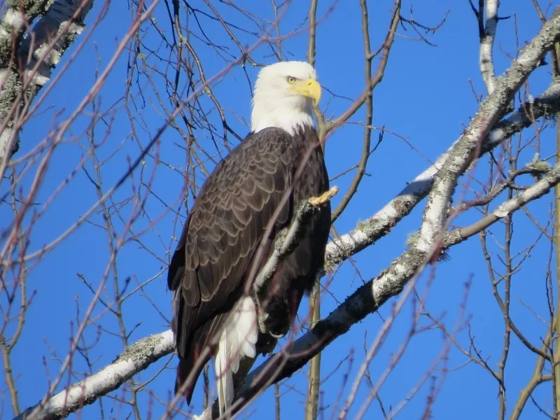 Adult Bald Eagle near Spring Pond Bog