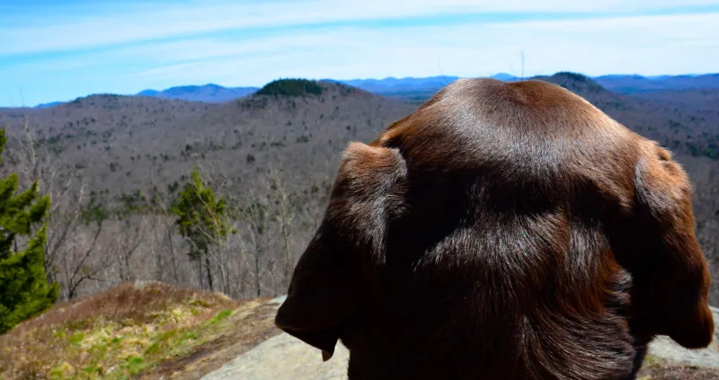 A dog's eye view from the top of Goodman Mountain.