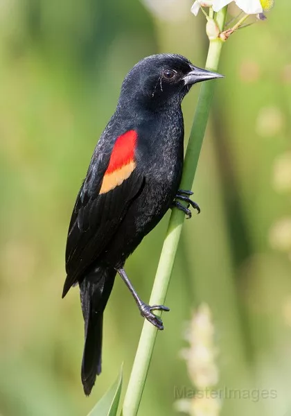 Red-winged Blackbird Photo by Larry Master