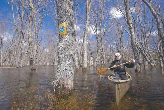 Gary "Griz" Caudle paddling between swamped trees in the Raquette River at high spring water level (note Forest Preserve Wild Forest sign on tree), Franklin Co., Adirondack Park & Forest. (Photo by Mark Bowie, timesunion.com)