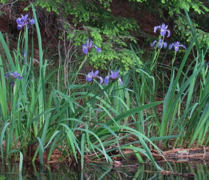 The plentiful Blue flag iris