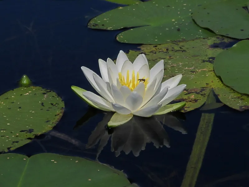 The White Water Lilly