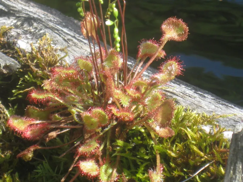 The picky looking Sundew!