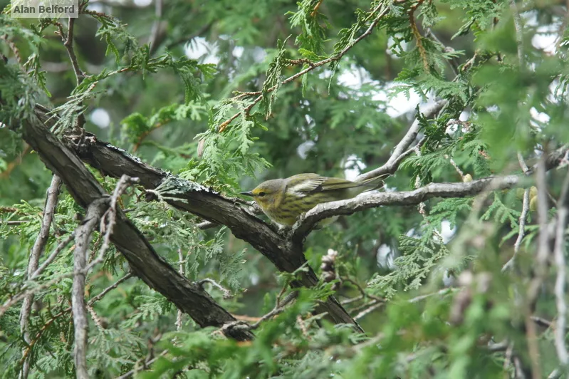 I love seeing Cape May Warblers during migration.
