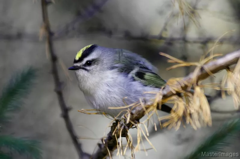 I found Golden-crowned Kinglets throughout the paddle. Photo courtesy of www.masterimages.org.
