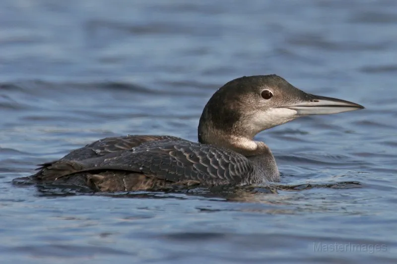 We found good numbers of Common Loons on the pond — they nest there during the summer and often flock up before migrating south. Image courtesy of www.masterimages.org.