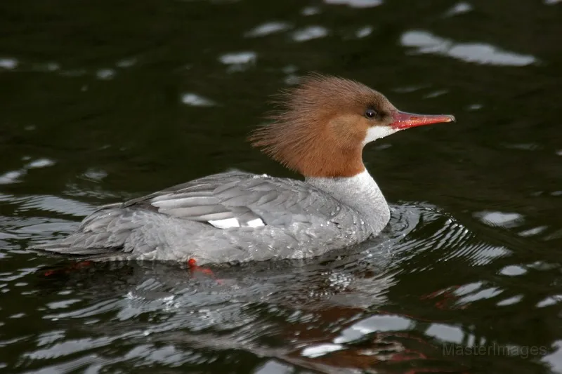 We found a bunch of Common Mergansers along the shoreline. Photo courtesy of www.masterimages.org.