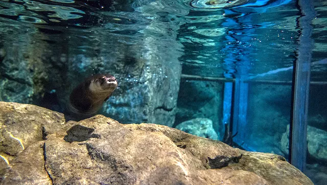 The otter tank has everything to make these river otters happy and active.