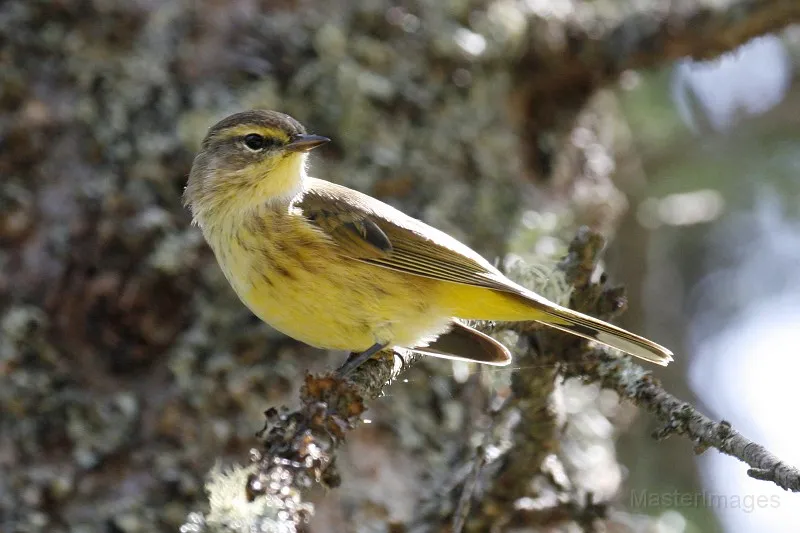 There were lots of Palm Warblers singing along the railroad bed as we walked. Image courtesy of www.masterimages.org.