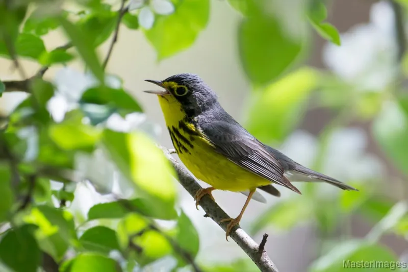 We found 16 species of warblers, including a number of Canada Warblers. Image courtesy of www.masterimages.org.