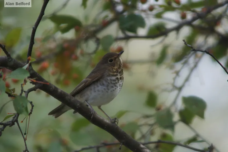 I love the song of Swainson's Thrush — we heard one from the bridge over the South Branch of the Grass River.