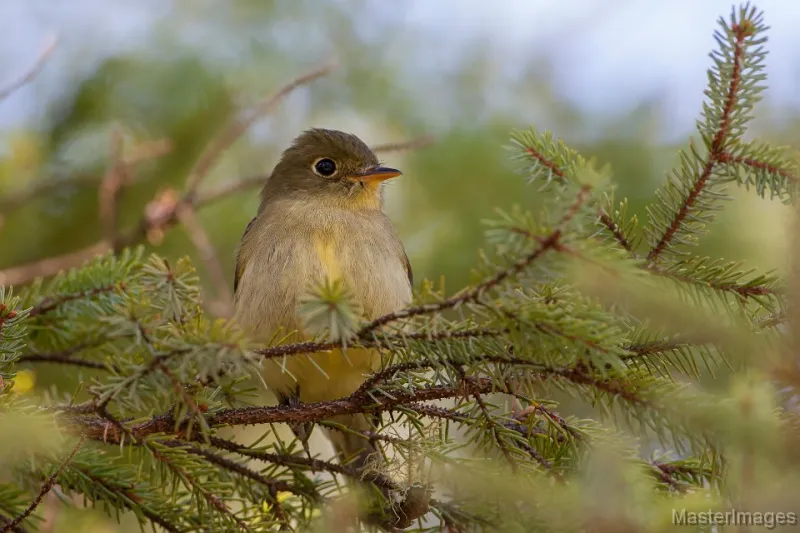 We found Yellow-bellied Flycatchers throughout our hike. Image courtesy of www.masterimages.org.