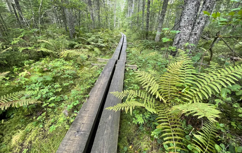 A long&#44; two-plank boardwalk runs through a patch of ferns in the forest