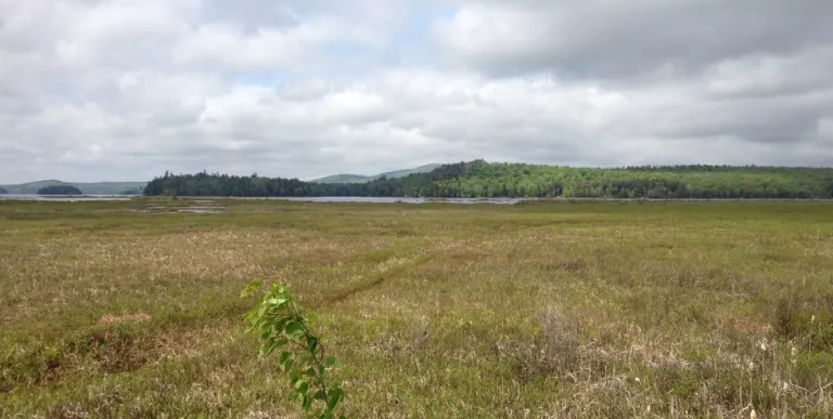 The wetlands between Simon Pond and Tupper Lake are home to many birds.