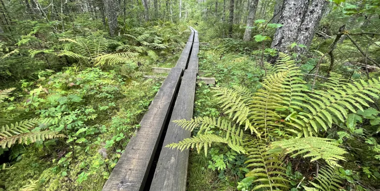 A long&#44; two-plank boardwalk runs through a patch of ferns in the forest