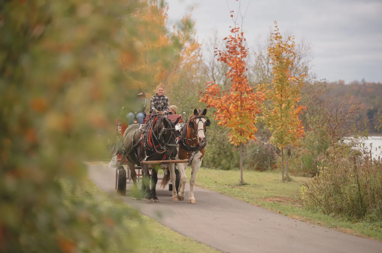 A family on a horse drawn carriage during fall.