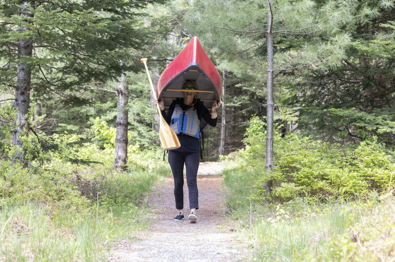 A person portages a red canoe on a path through a young deciduous forest