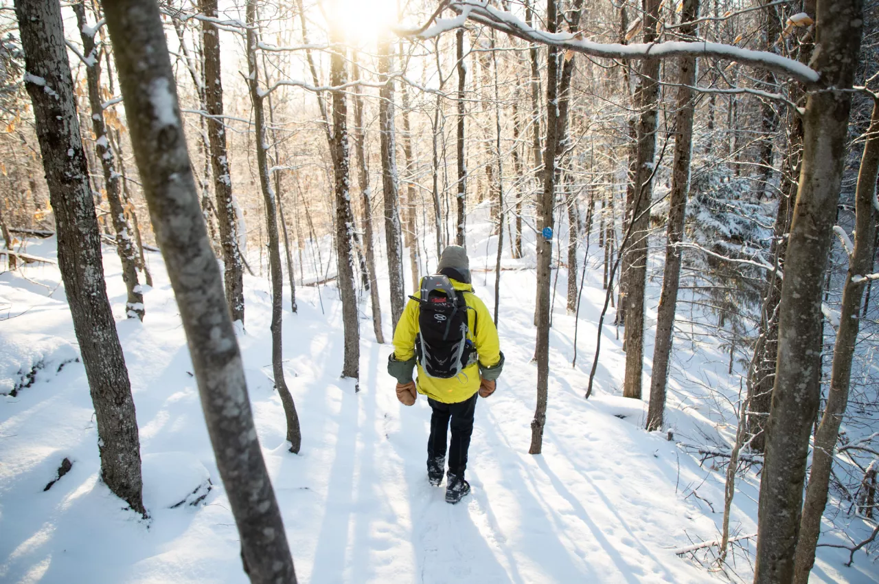 A person bundled up in winter clothes descends through a snowy forest