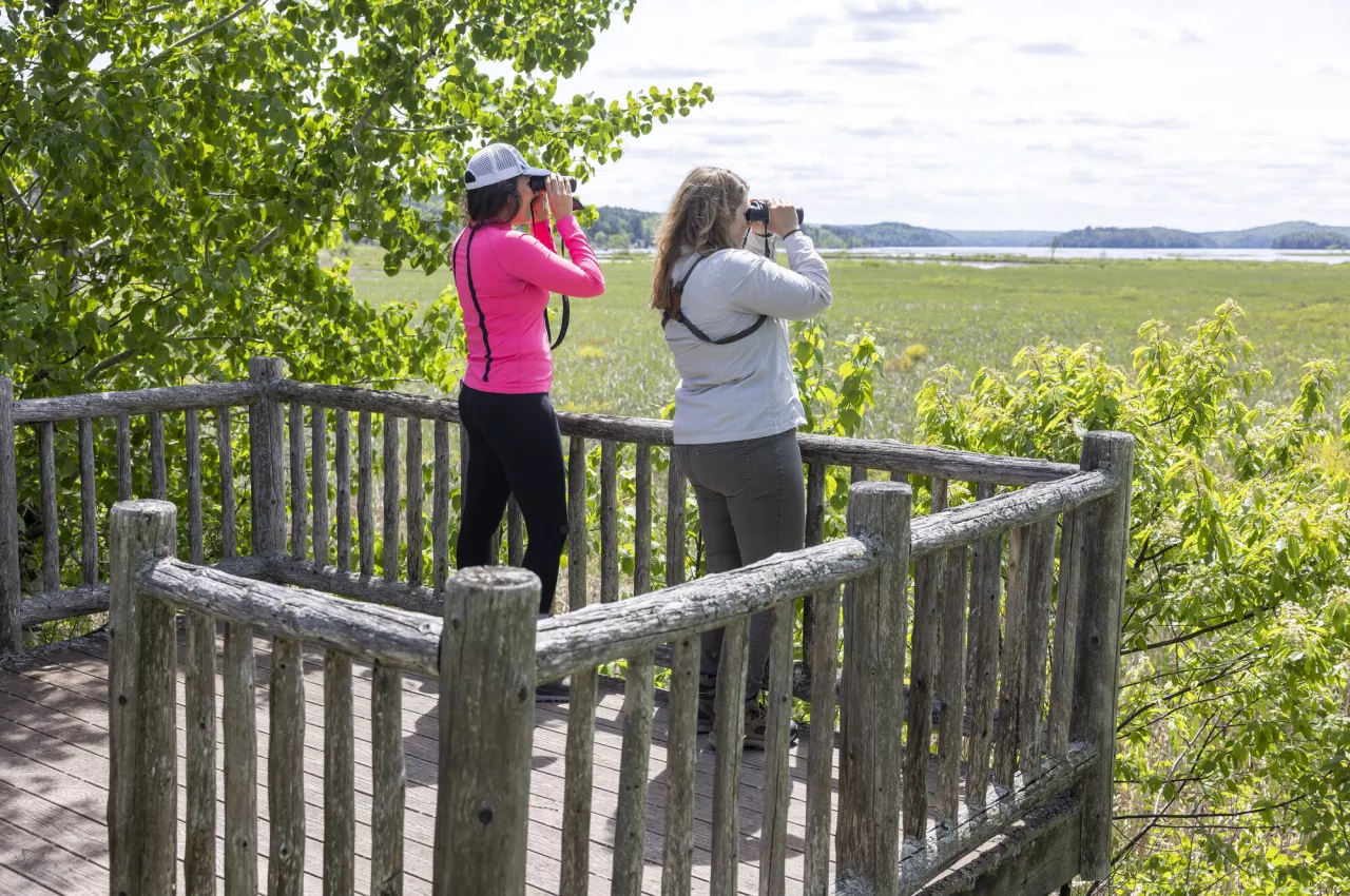 Two females use binoculars to view birds on an overlook in Tupper Lake