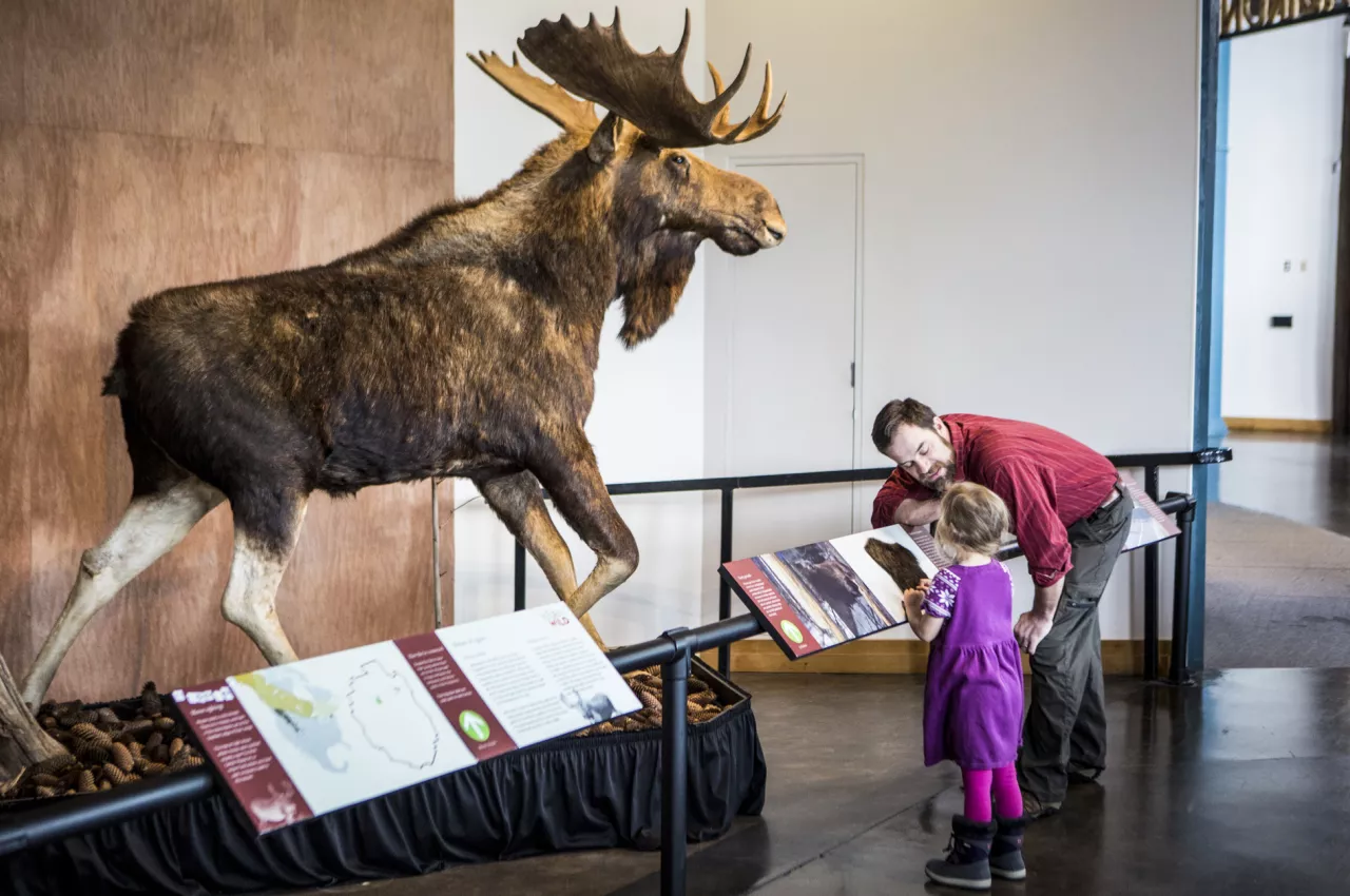 A man and a child look at a taxidermy moose in a display at The Wild Center
