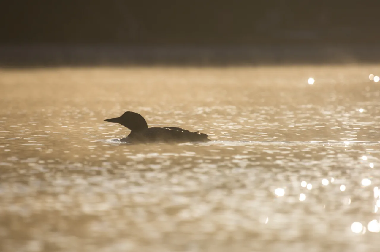 A loon is silhouetted on a sparkling, golden-hued lake.