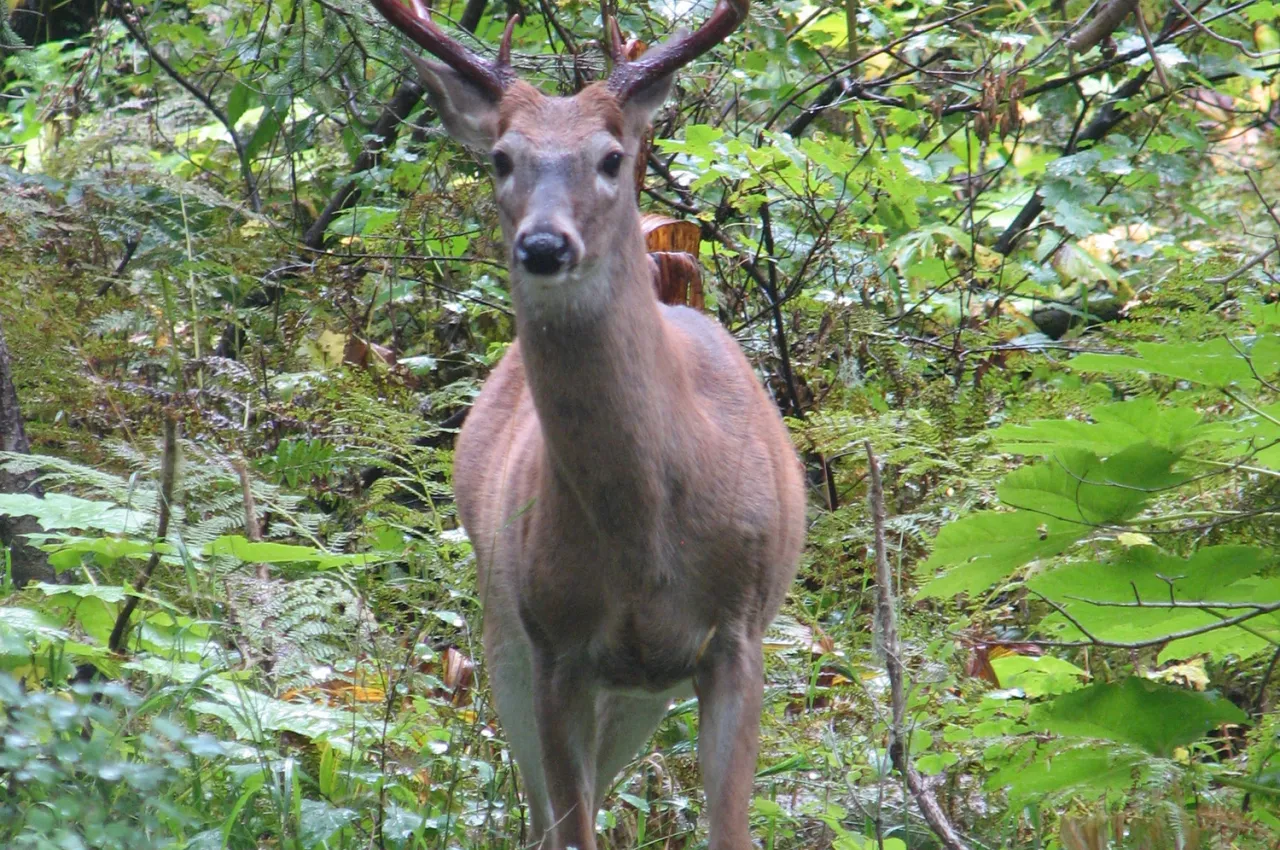 A buck in the forest.