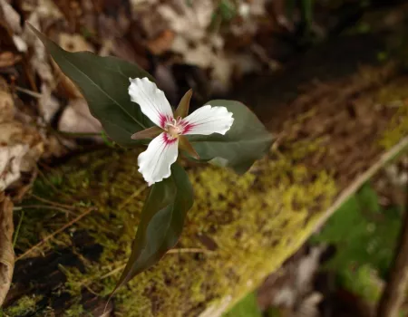 Jamestown Falls is a good place to look for the iconic Adirondack flower&#44; the trillium.