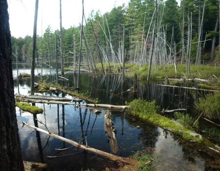A small pond filled with fallen trees.