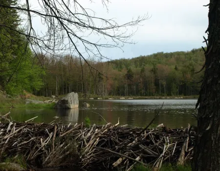 See beaver dams on the High Falls Loop multi-day trek.