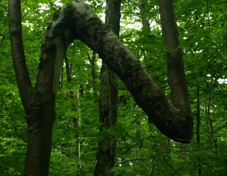 An interesting windy tree