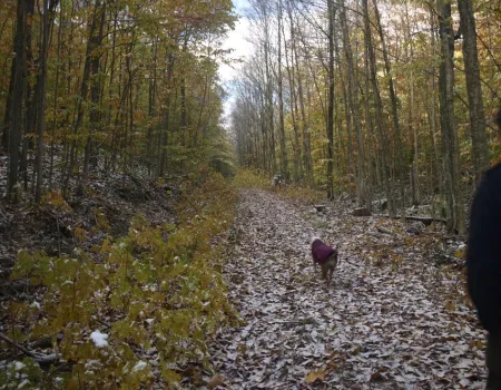 The Sucker Brook Road trail
