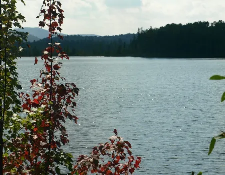 A pond through the trees