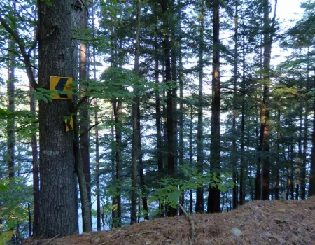 A pond seen through trees