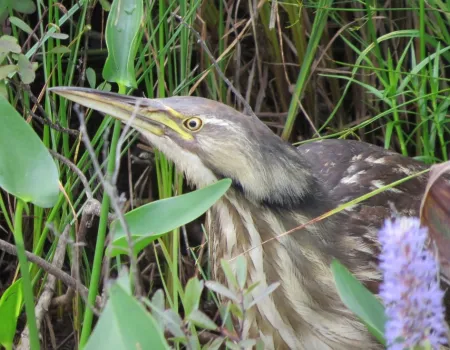 Wetlands support Adirondack wildlife.