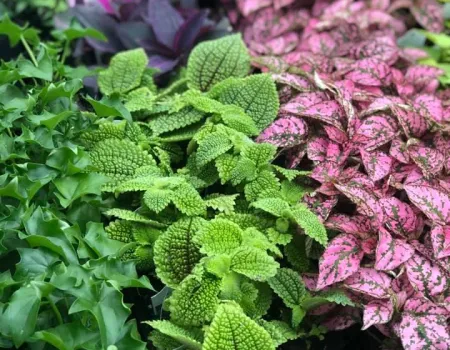 Plants at Usher Farms