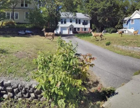 View of the front of a house with a long paved driveway and a herd of deer running through.
