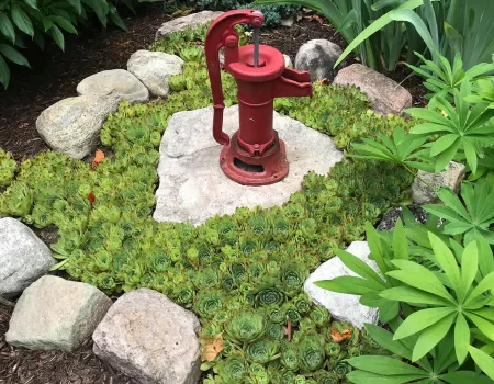 Hens and chicks