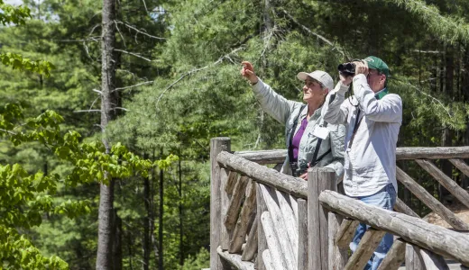 A couple birders look through binoculars and point