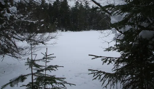 A view of a pond along the Otter Hollow trail loop.