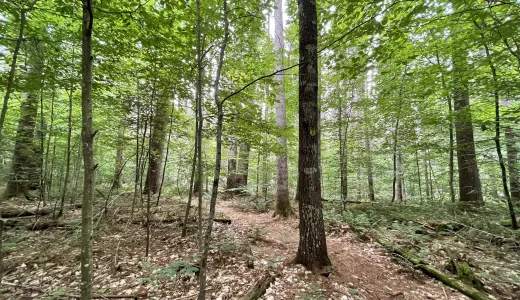 A stand of tall trees.