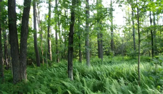 This trail can be a hike of any length