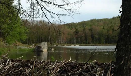 See beaver dams on the High Falls Loop multi-day trek.