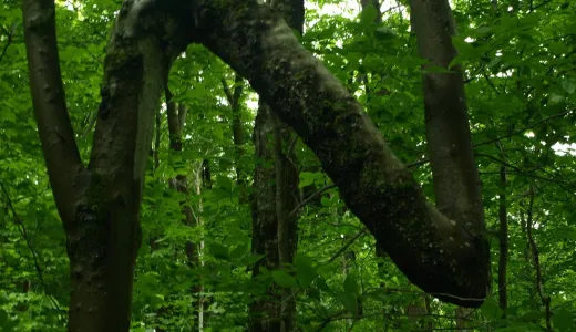 An interesting windy tree